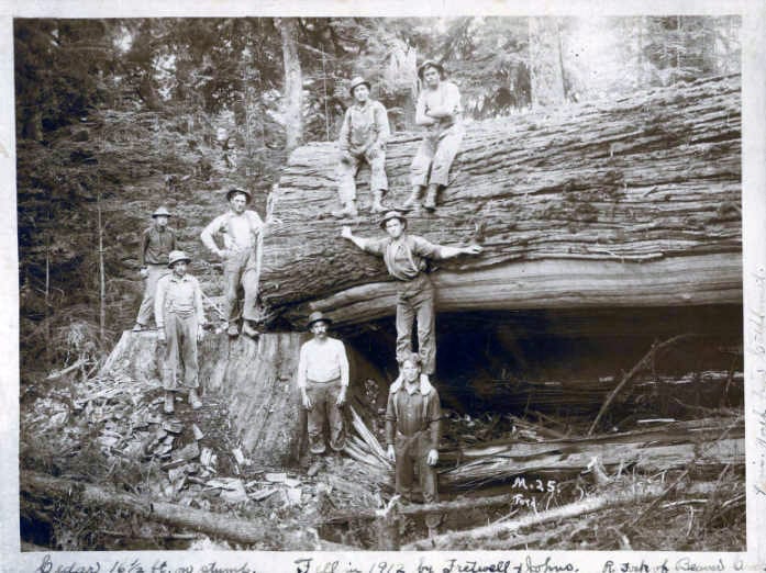 This cedar tree measured 16.5 feet across the stump and was located four miles north of Cathlamet, on the right fork of Beaver Creek. Men depicted in the photo are unidentified. Courtesy Wahkiakum County Historical Society