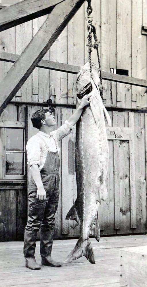 The Sturgeon is hanging in front of an unpainted wooden building. Likely the Warren Packing Co. Courtesy Washington State Library